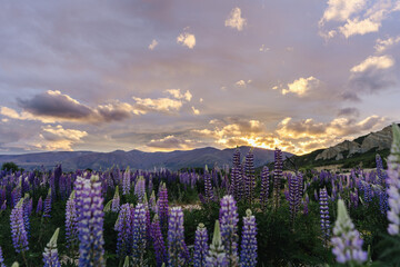 Lupin flowers blossom with colorful sunset at Omarama. New Zealand