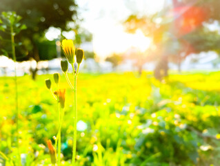 Beautiful yellow spring flower bud with shiny sunshine and dark green tree in the background