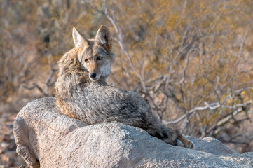 Coyote resting on a Rock Glancing over Shoulder