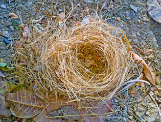 The bird's nest that fell from the tree lay on the ground. Bird's nest blown on ground by high winds. Fallen bird's nest on the ground.