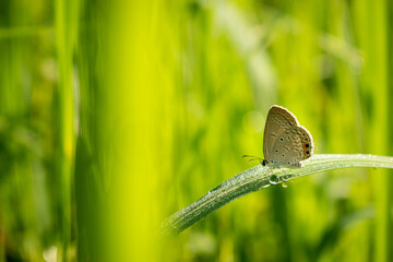 Butterfly on green grass.Fresh green grass and butterflies on sunny day.A small butterfly on green grass.