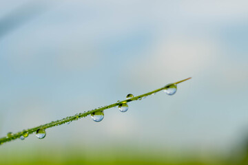 Water drop under green grass leaf in nature.Blurred green bokeh background.