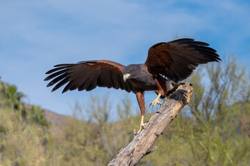 Harris's Hawk running down a Tree Branch