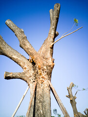 Fototapeta na wymiar The trunk of a pruned tree. Pruned Tree Character - Limbs as Outstretched Arms and Bushy Head of Leaves against a Blue Sky. Large trees are pruning. Big tree with branches pruned.