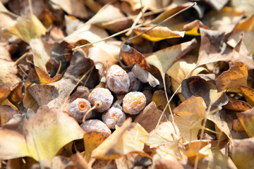 Ginkgo fruit in ginkgo leaves