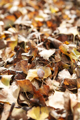 Golden ginkgo leaves falling all over the ground