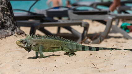 Iguanas are very often found on the Caribbean beaches. - 405351739