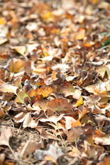 Ginkgo leaves falling all over the ground in autumn