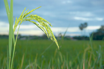 The growing ear of rice is near to harvest.