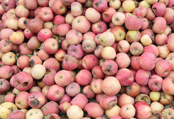 A bunch of broken apples