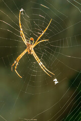 Spider waiting for prey to feed on its fiber.