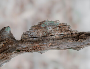 dead cedar abstract