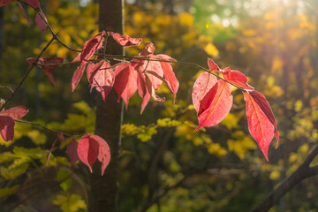 Obraz premium Branches of a tree with red autumn leaves that are illuminated by the sun