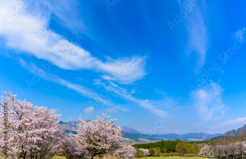 阿蘇山・阿蘇五岳を背景に春風空をイメージに最高に美しい桜の花日本 
