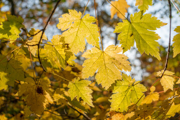 Branches of a tree with yellow autumn leaves, which are illuminated by the sun