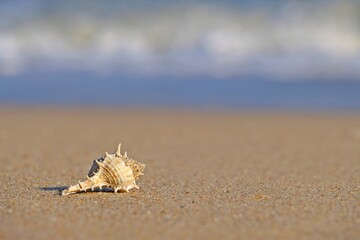 Murex Ternispina (Murex Nigrospinosus) seashell on the sand at the beach with blurred blue sea and white wave as background.