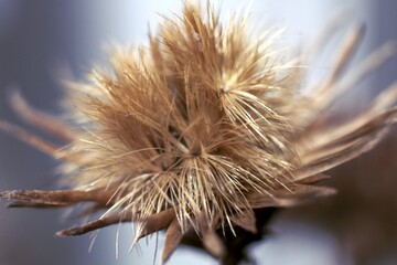 small dried flowers close up