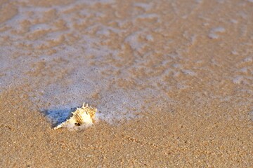 Murex Ternispina (Murex Nigrospinosus) seashell on the beach with wave bubbles.