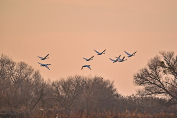 Flock of Tundra Swans in the evening sky - San Luis NWR