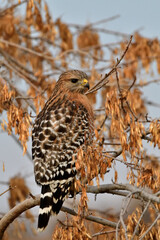 Red-Shouldered Hawk - Sacramento NWR