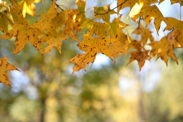 Beautiful leaves in late autumn