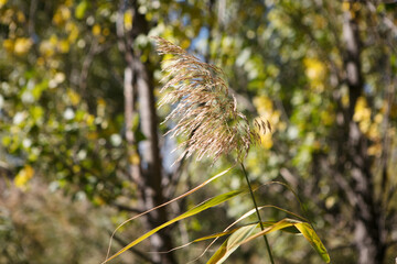 Autumn reed flower close-up
