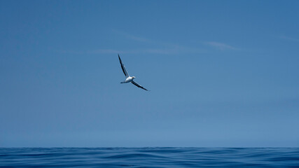 Fototapeta na wymiar New Zealand Gannet bird flying over ocean 