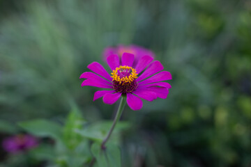 cosmos flower in the garden