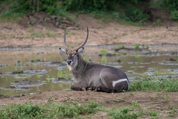 Beautiful waterbuck with long horns resting near a waterhole, head is turned towards camera.
