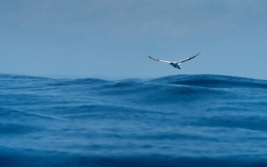 seagull flying over the sea