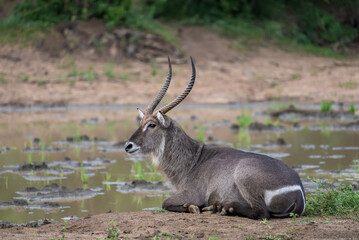 Side view of a beautiful waterbuck with long horns resting near a waterhole in the African bush.