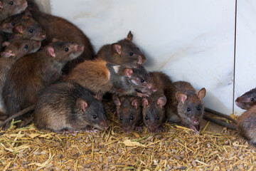 Brown rats in a farm.