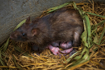 Newborn small rats with female brown rat with in a farm.