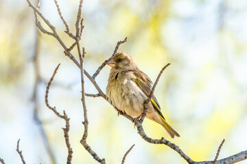 Green and yellow songbird, The European greenfinch sitting on a branch in spring.