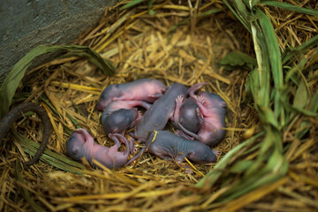 Newborn small rats in a farm.