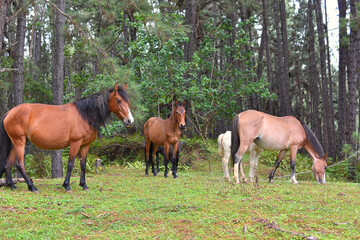 chevaux sauvages a nuku hiva - iles marquises - polynesie francaise