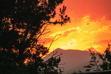 Naklejka premium spruce in the mountains at sunset