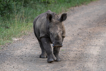 Close up of a cute white rhino calf walking down a gravel road towards the camera .