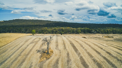 Lone bare tree in the field in Australia - aerial panorama