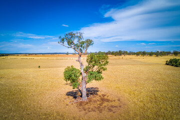 Beautiful tree growing among yellow grasslands in Australian outback