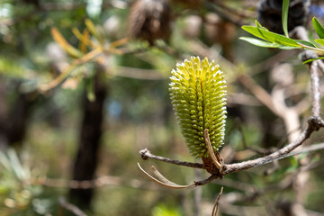 Closeup of young banksia against blurred background