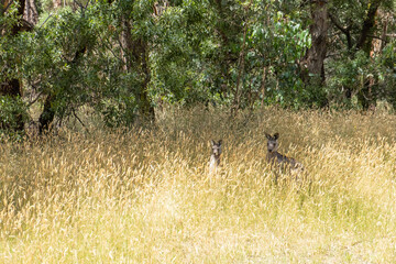 Two grey kangaroos in tall yellow grass, Victoria, Australia