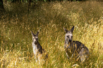 Two grey kangaroos in tall grass with shallow focus © Greg Brave
