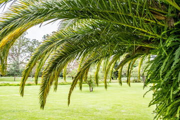 Fototapeta na wymiar Palm tree canopy over green grass - closeup