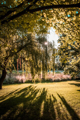 Sun shining through tree canopy with long shadows on the grass