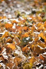 Thick leaves piled up on the ground in autumn