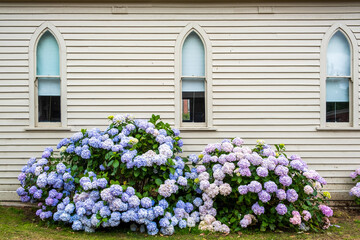 Fototapeta na wymiar Hortensia flowers in front of white wooden building wall with retro windows