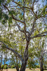 Looking up at beautiful eucalyptus tree canopy