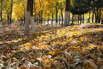 Trees and thick leaves in the park in late autumn