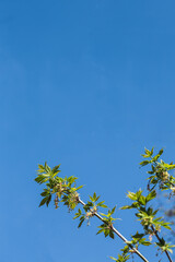 fresh spring greens on a blue sky background. Branch of a tree with young leaves. selective focus
